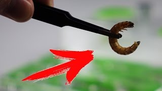 ЧТО ЕСЛИ ЖИРНУЮ ГУСЕНИЦУ КИНУТЬ в МУРАВЬИНУЮ ФЕРМУ ?!