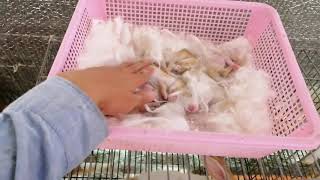 Thỏ mẹ sau khi sanh bao lâu thì phối lại ?