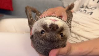 抱っこ中のカワウソがわがまますぎた 笑 otter in my arms was too selfish. lol