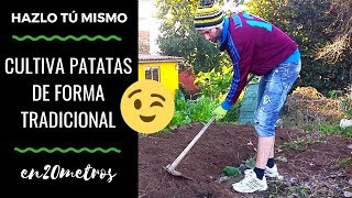Cómo se siembran las PATATAS/PAPAS según el método TRADICIONAL? || en20metros