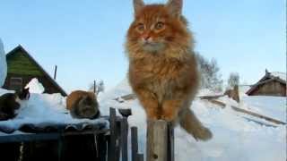 Сання прыгает Рыч Пух Тёма Людвиг Солнышко Winter and 6 cats