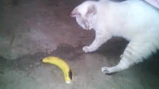 Cómo cuando quieres pelar tu banano pero no puedes?? gatito chistoso