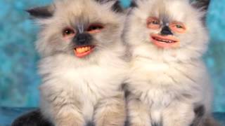 Seth Green and Matt Senreich meowing