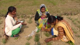 Pest Management in Gram by Pheromone Trap-PANI-FASAL-2