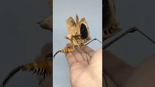 The giant dead leaf mantis' camouflage #Shorts