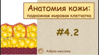 Строение кожи (подкожная жировая клетчатка) | Урок 4, часть 2 | Видеоуроки по массажу