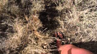 Walking with flip flops is much easier than walking barefoot in thorns