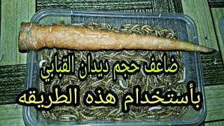 أهمية الجزر لديدان القبابي مع طريقة تقديمه