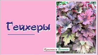 Гейхера, гейхерелла, тиарелла. 10 слагаемых УСПЕХА