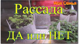 Моя Семья.Рассада - ДА или НЕТ