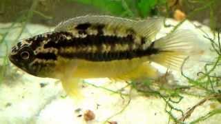 Nannacara aureocephalus wrigglers
