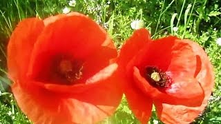 Христианские караоке. Вижу Бога каждый день