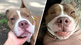 Dog was chained outside for years. Then she got a taste of indoors.