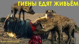 КАКОВО ЭТО - ЕСЛИ ГИЕНЫ ЕДЯТ ТЕБЯ ЗАЖИВО?