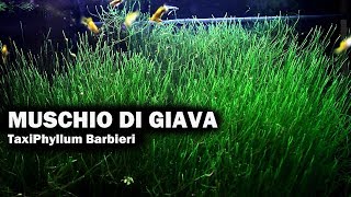 Muschio di GIAVA : Scheda e Consigli Utili