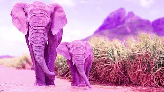 Beautiful Relaxing Morning Music | 432Hz Healing Frequency | Sound Healing Energy | Meditation Music