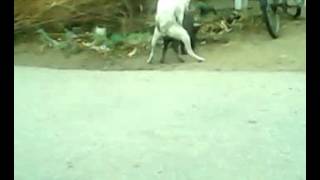 Dog & Pig mating2