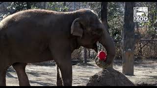 Cincinnati Zoo Animals get Valentines Enrichment
