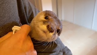 カワウソをポケットに入れて部屋の中を散歩したら、最後気持ちよくなってしまった！ I put the otter in my pocket and strolled around the room.