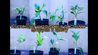 коллекция цитрусовых растений  цитрусы в цвету