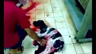 Шокирующие кадры о молочных фермах Европы