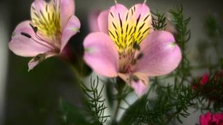 2011 Lumix GH2+Nokton 25mm F0.95 _MFテスト