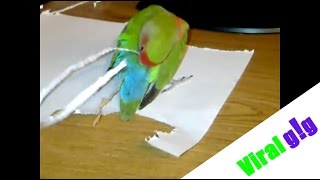 Parrot Builds a New Tail Using Paper