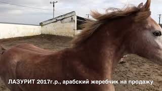 Продажа лошадей арабской породы, жеребчик ЛАЗУРИТ 2017г. р