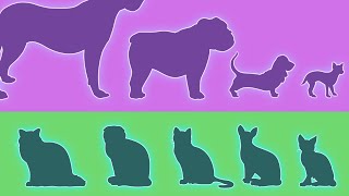 Dogs vs Cats: The Diversity Paradox