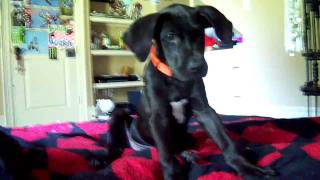 Harley The Great Dane 12 weeks