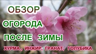 Обзор огорода весна ХУРМА ,ГРАНАТ ,АКТИНИДИЯ ,ИНЖИР Przegląd ogrodzie wiosną