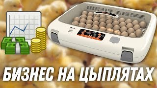 Окупаемость инкубатора для яиц: какая выгода и прибыль? Реальные цифры и опыт по продаже курицы