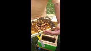 ABEILLE - elevage de reines