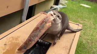 カワウソにバズった大好きな寒ブリを今度は丸ごとあげたらリアクションが大げさすぎた 笑 If you give an otter a whole yellowtail