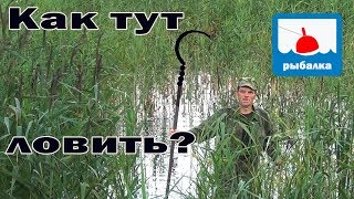 Как ловить рыбу в сплошном тростнике и что там ловится...
