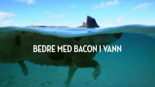 Drømmende gris på Bahamas.