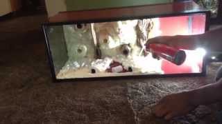 Benedicta 20 long vertical vivarium ( part 2.5 foaming side panel)