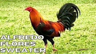 World Gamefowl Expo 2018 Day 2 Part 14