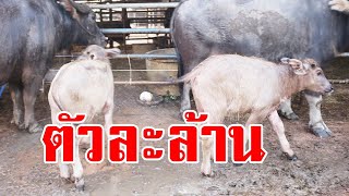 ฮือฮา!ลูกควาย ทายาทควายชื่อดัง"จ้าวเก้าเจริญ"ราคาแพงลิ่วทุบประวัติศาสตร์ ทะลุกหลักล้าน