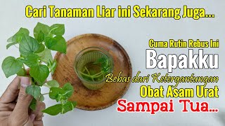 [CARI TANAMAN INI SAMPAI DAPAT] CERITA KESEMBUHAN BAPAKKU DARI ASEM URATH YANG TIDAK DIKETAHUI ORANG
