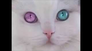 オッドアイ 【虹彩異色症 猫 犬 人 他】ODD EYE 【heterochromia cat dog human others】