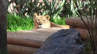 Lion Kalisa is looking at the sky　ライオン　カリサちゃん　上を見る　ロスアンジェルス動物園