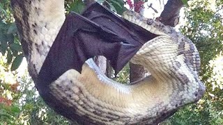 PYTHON CLIMB COCONUT TREE AMAZING