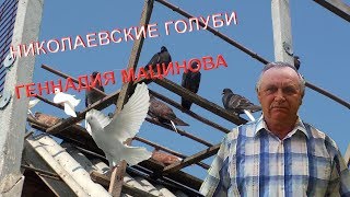 Николаевские Голуби Геннадия Мацинова ( Погоды Нет)!