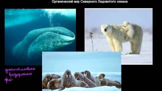 240  Органический мир Северного Ледовитого океана