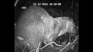 Hampshire Wildlife Trust Otter shakes off water