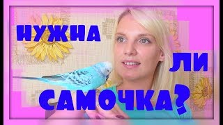 КАК ПРАВИЛЬНО ПОДОБРАТЬ ПАРУ ВОЛНИСТОМУ ПОПУГАЮ? ЗАВЕДУ ЛИ Я САМОЧКУ ДЛЯ ТОПЫ?