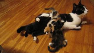 授乳中に途中で逃げてしまった母猫を追いかける３匹のかわいい子猫！ Cute Kitten chasing a cat ran away