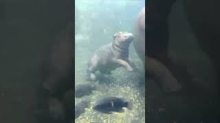 Baby Hippo Fritz Outside for the First Time - Cincinnati Zoo #shorts