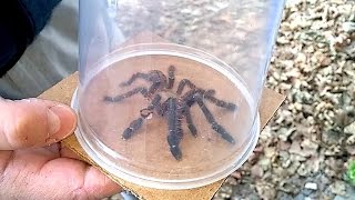 L. violaceopes "Singapore Blue" Rehousing and Husbandry